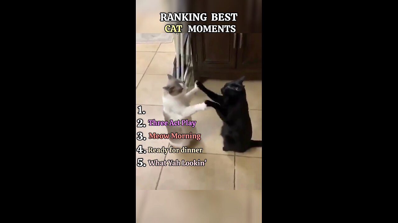 Ranking Cat Moments part-1