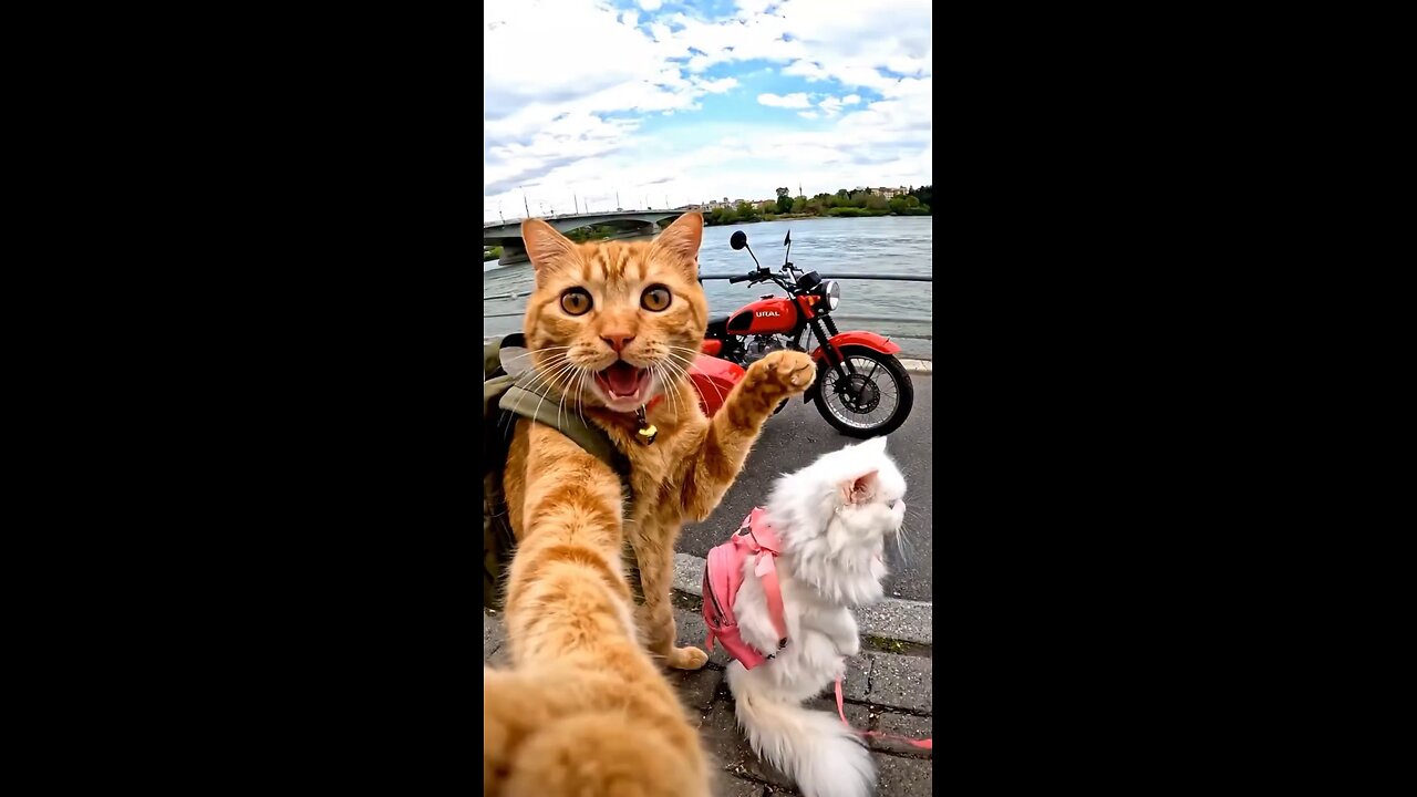 Funny & Cute Cats That Brighten Your Day