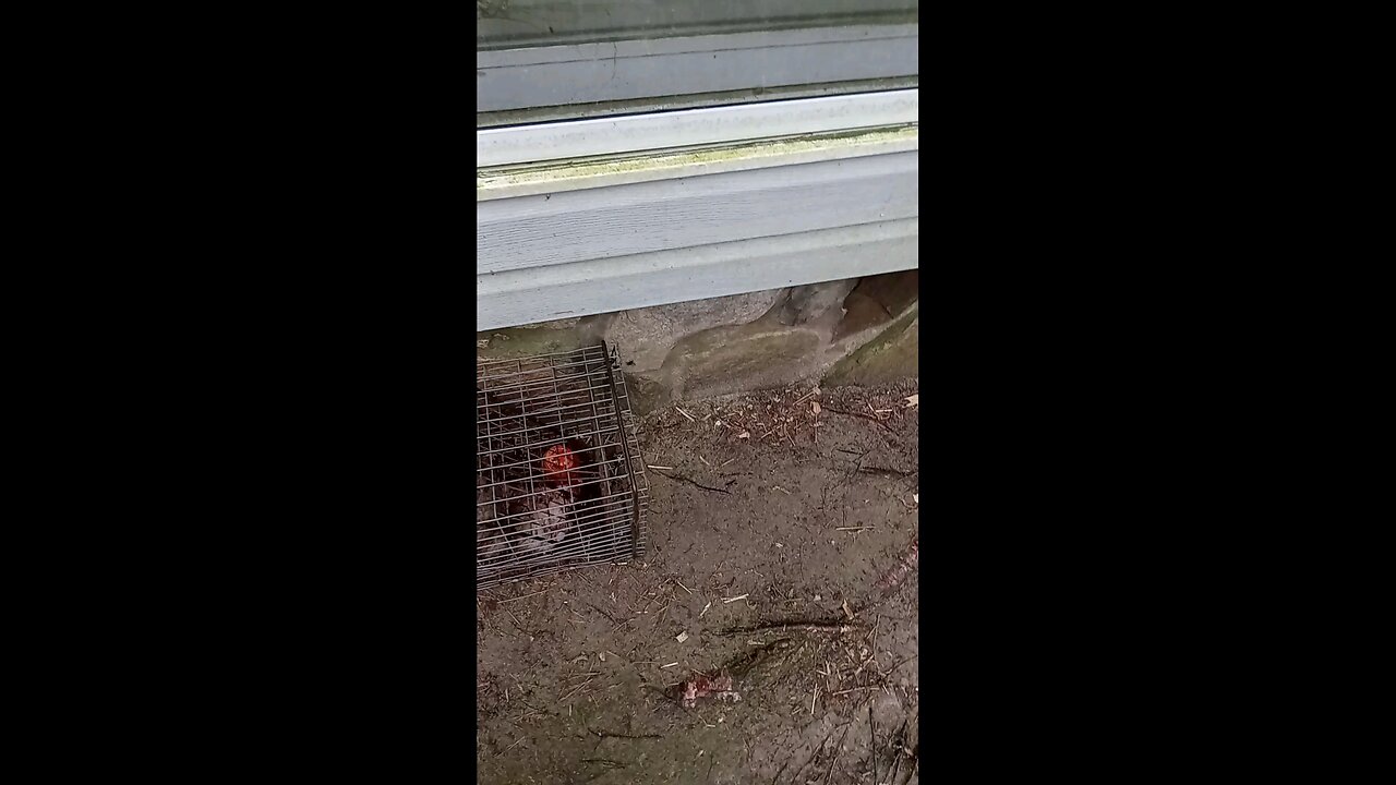 Dead possum
