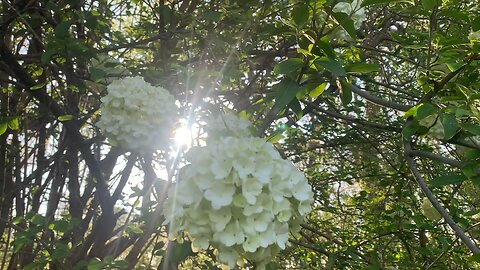 In Nature (Spring Flowers in Bloom 2025)