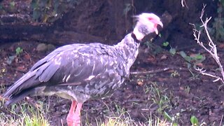 Huge southern screamers show how they got their name