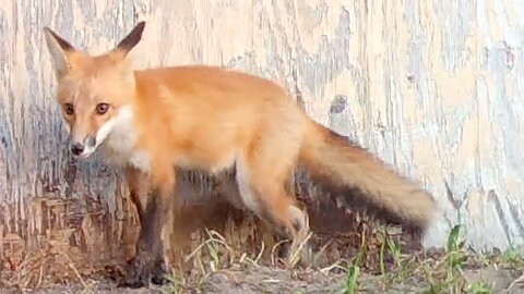 Young Fox Dives Into Its Den