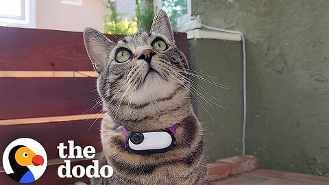 Cat Who Loves Gifting Trash Tries To Win Over His Cat Crush | The Dodo