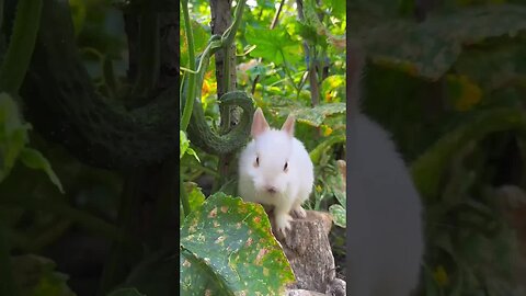 There is a little rabbit in the vegetable garden stealing cucumbers Cute pet debut plan Rabbit Past