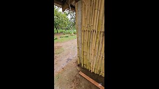 Kerbe Finally Decided To Plant Coconut With Us COLONIA DIVINA 커비가 코코넛을 심기로 겨우 결정랬다