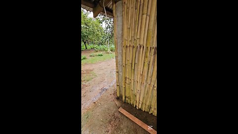 Kerbe Finally Decided To Plant Coconut With Us COLONIA DIVINA 커비가 코코넛을 심기로 겨우 결정랬다