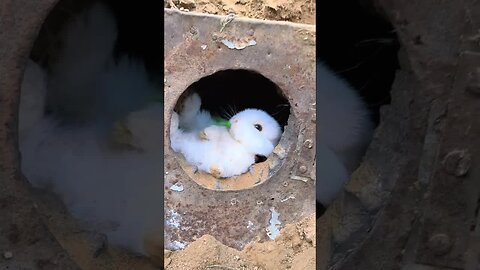 Rabbit, I will not be disturbed if I sleep at home. Cute pet debut plan. Rabbit. Rural cute pet.