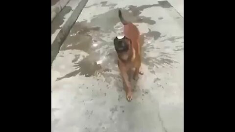 funny dog