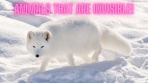 Animals That Are INVISIBLE Until They Move | AMZG Animals