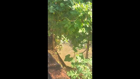 wild monkey jump