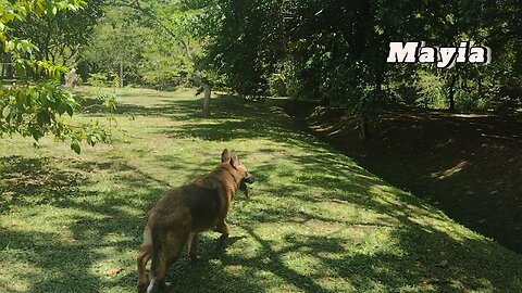 Copo And Mayia Dog Adventures