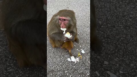 Egg Peeling Veteran Monkey