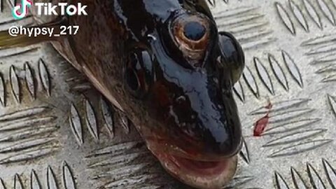 Blinky' the three eyed fish