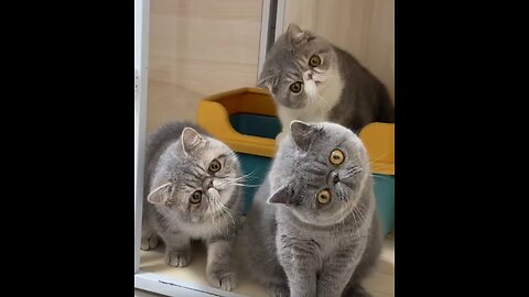 funny cat