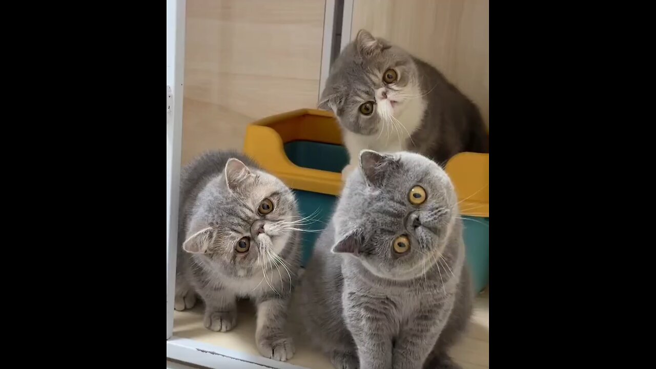 funny cat
