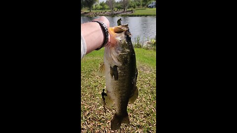 Fat fish caught on a Bandito bug