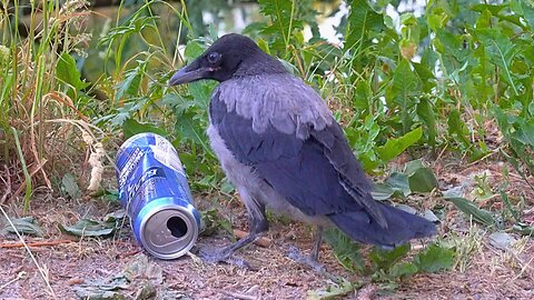 Old Never-before-seen Hooded Crow Fledgling Clips. Hangover from Last Night