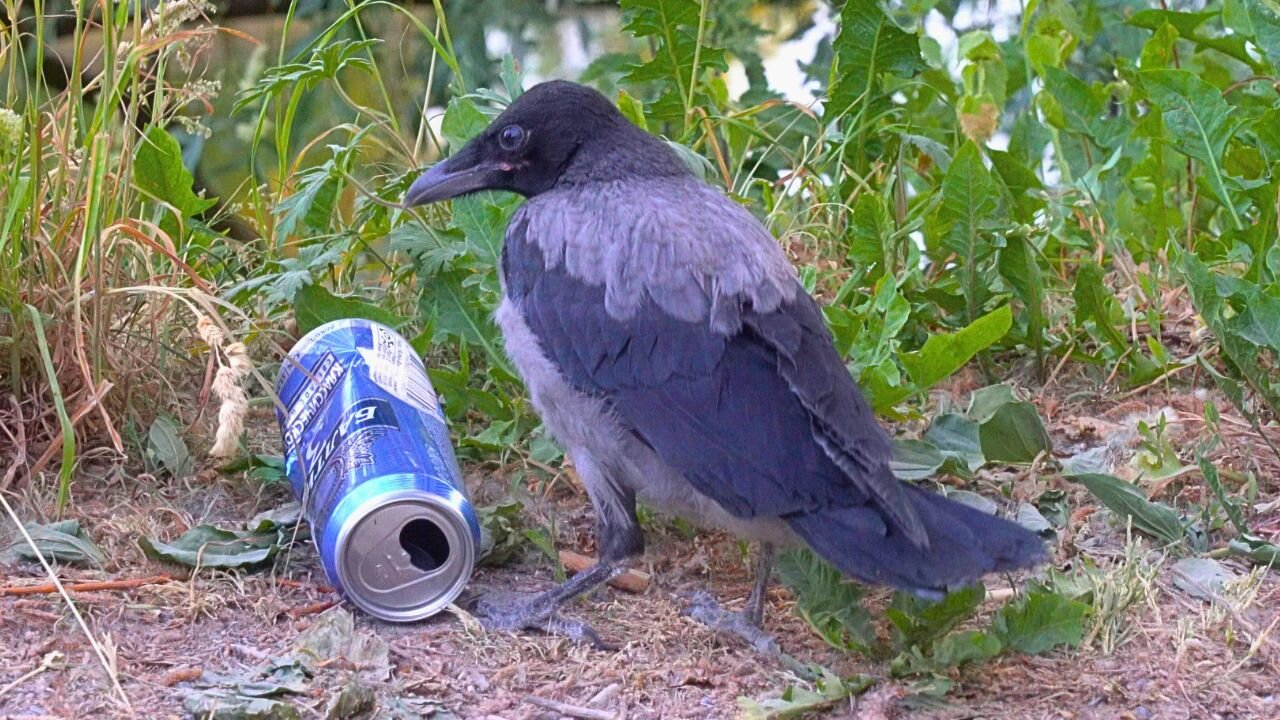 Old Never-before-seen Hooded Crow Fledgling Clips. Hangover from Last Night