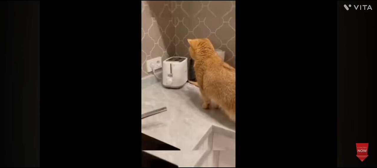funny video of cats