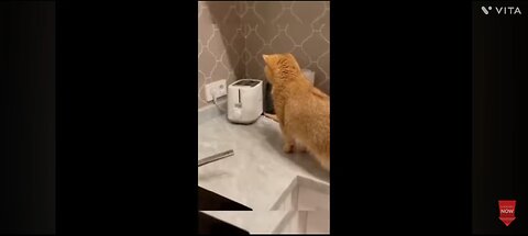 funny video of cats
