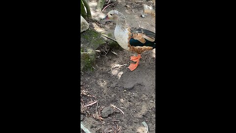 orinoco goose 🪿 #orinocogoose #goose #viral #trending #shorts #followme