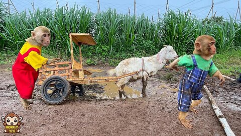 Super touching! YiYi and YinYin go to market buy meat for grandpa but got stuck in the mud