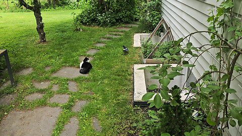The cat and the magpie
