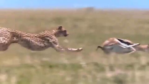 Tiger hunting deer|