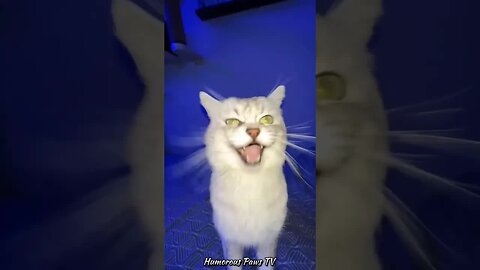 LOL: Funny Animals