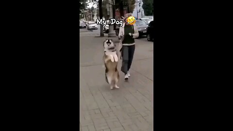 “My Dog Vs My Friend’s Dog"