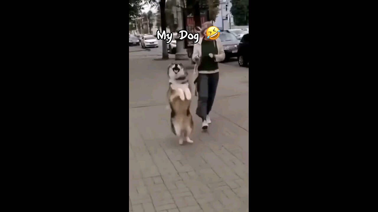 “My Dog Vs My Friend’s Dog"