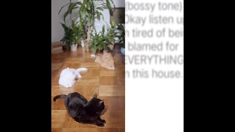 “Three Cats, One Couch – Total Chaos”