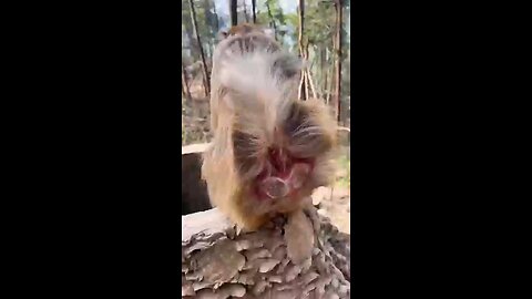 #cutest animals