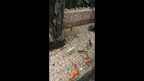 pescado en el buffet