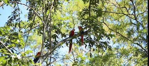 Should pet birds have a right to fly