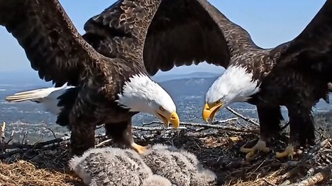 A Mother Eagle’s Struggle: Protecting Her Chick in the Wild