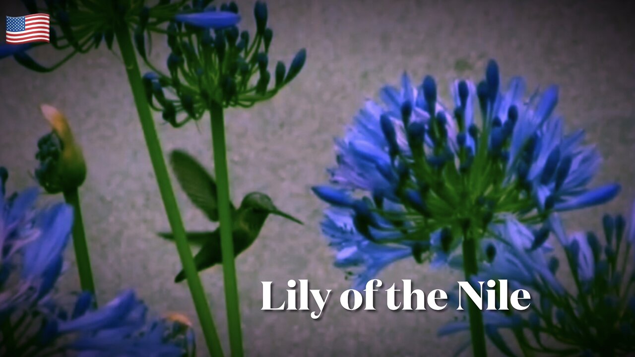 Hummingbird Food Agapanthus