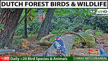 Live 🐦Birds & Forest Wildlife |🐾Wildlife & Bird Feeder De Mortel, NL