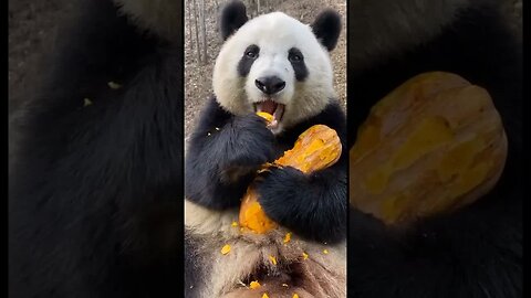 Cute panda eating pumpkin 🎃😍😍