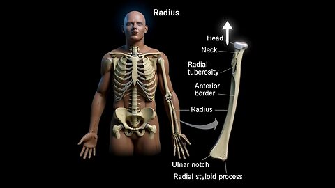 Radius bone 3D Animation #3dmedico #medical #health