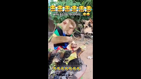 funny video