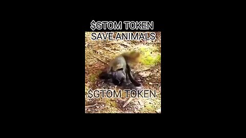 INVALUABLE LESSON FOR US | A SQUIRREL MOM SAVES HIS KIT FROM SNAKE 🐍 | SAVE THE PLANET, $GTOM TOKEN