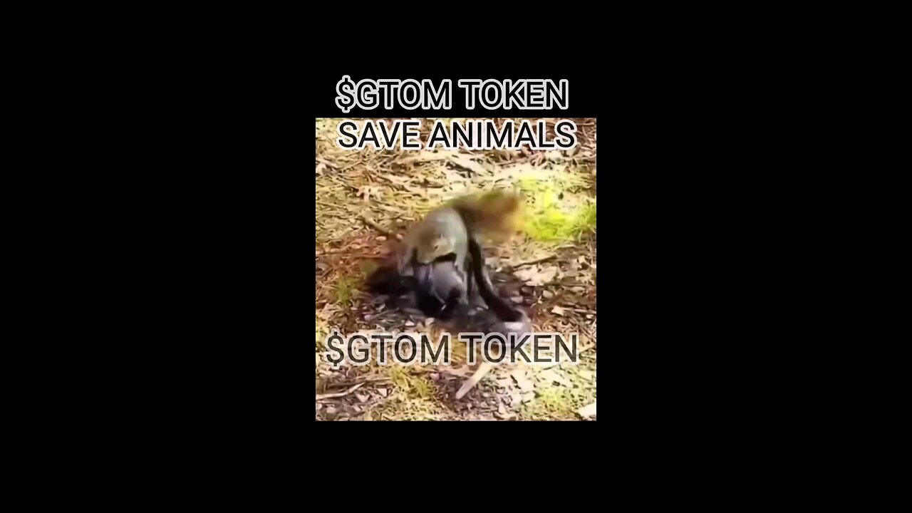 INVALUABLE LESSON FOR US | A SQUIRREL MOM SAVES HIS KIT FROM SNAKE 🐍 | SAVE THE PLANET, $GTOM TOKEN