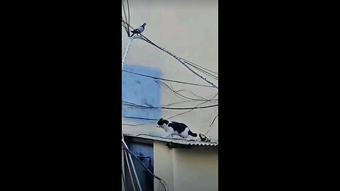 satisfying Video