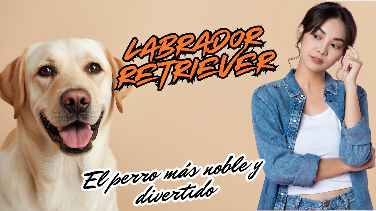 Labrador Retriever 🐾 El perro más noble, inteligente y cariñoso