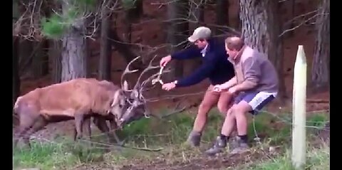 ANIMAL RESCUE COMPILATION 2 OF 2 ❤️