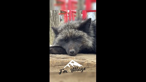 Zao Fox Village 蔵王キツネ村