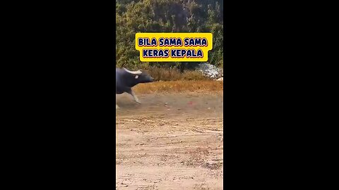 bull fight