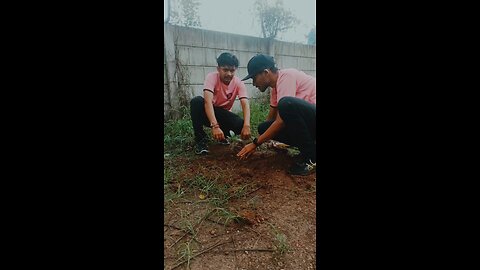 Tree plantation