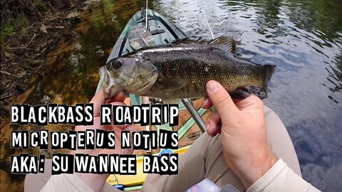 BLACKBASS Roadtrip- Suwannee Bass